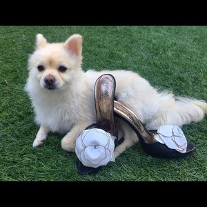 Designer Bag with Heels - Smoke & Covid FREE